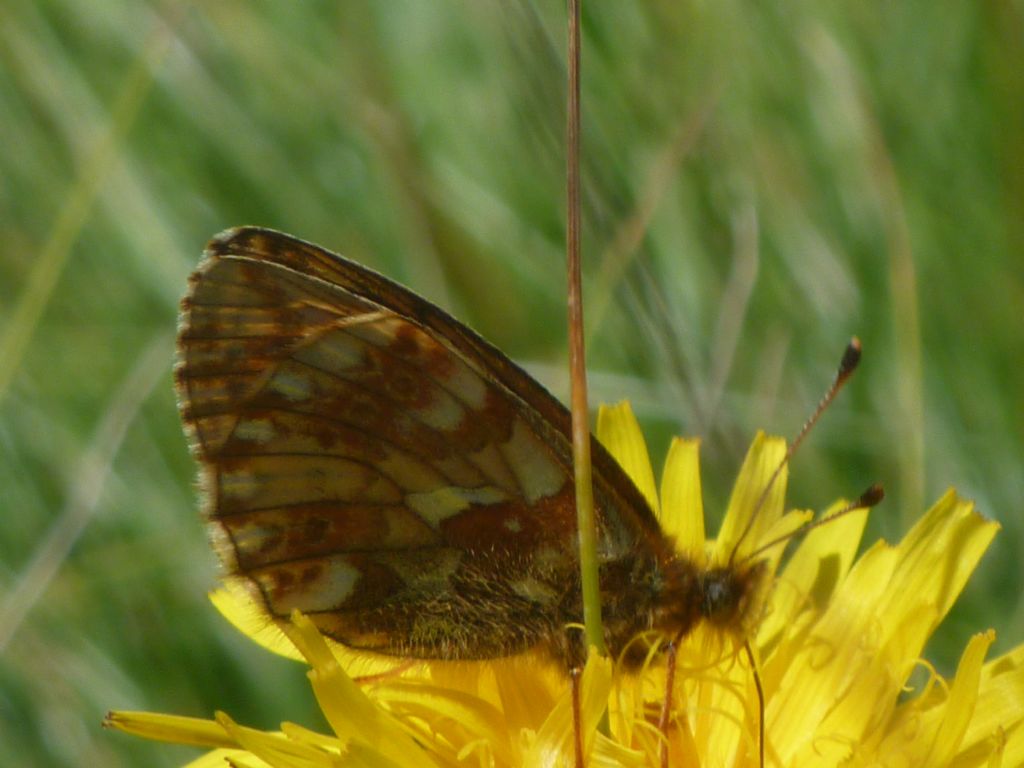 Maschi di Boloria napaea - Nymphalidae